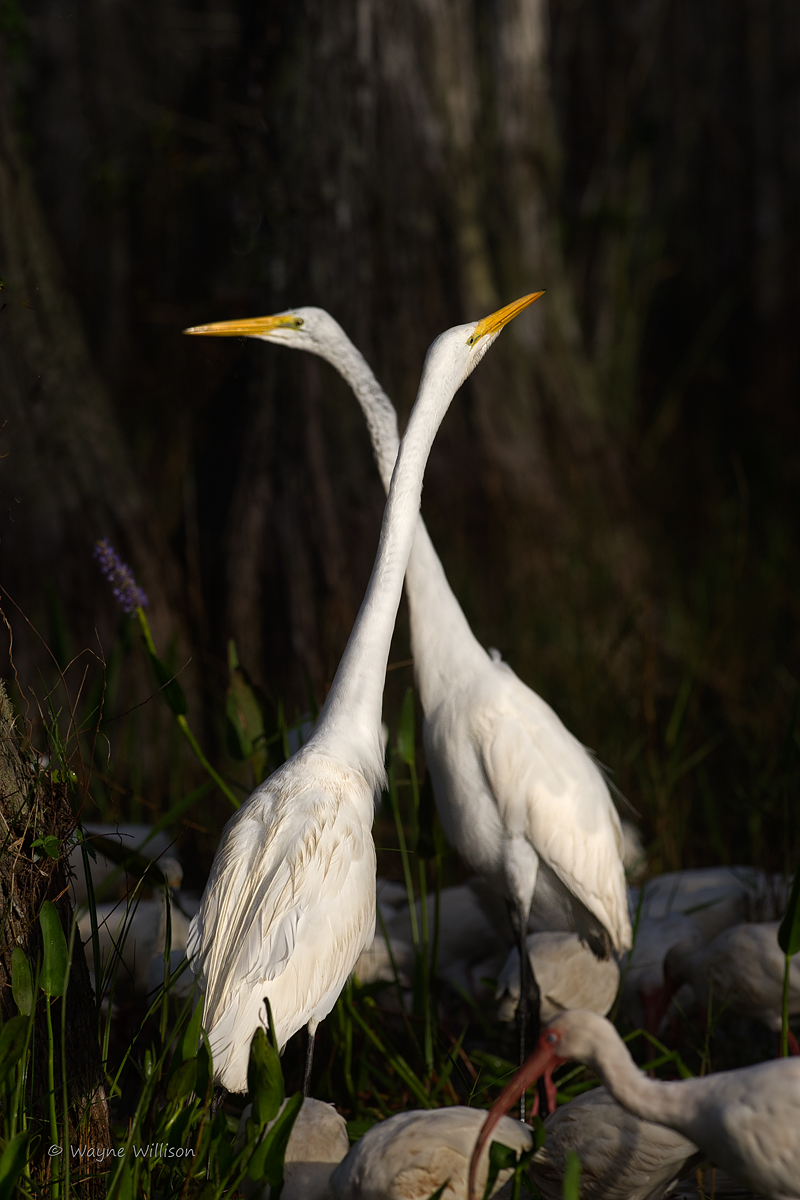 Crossed Swords