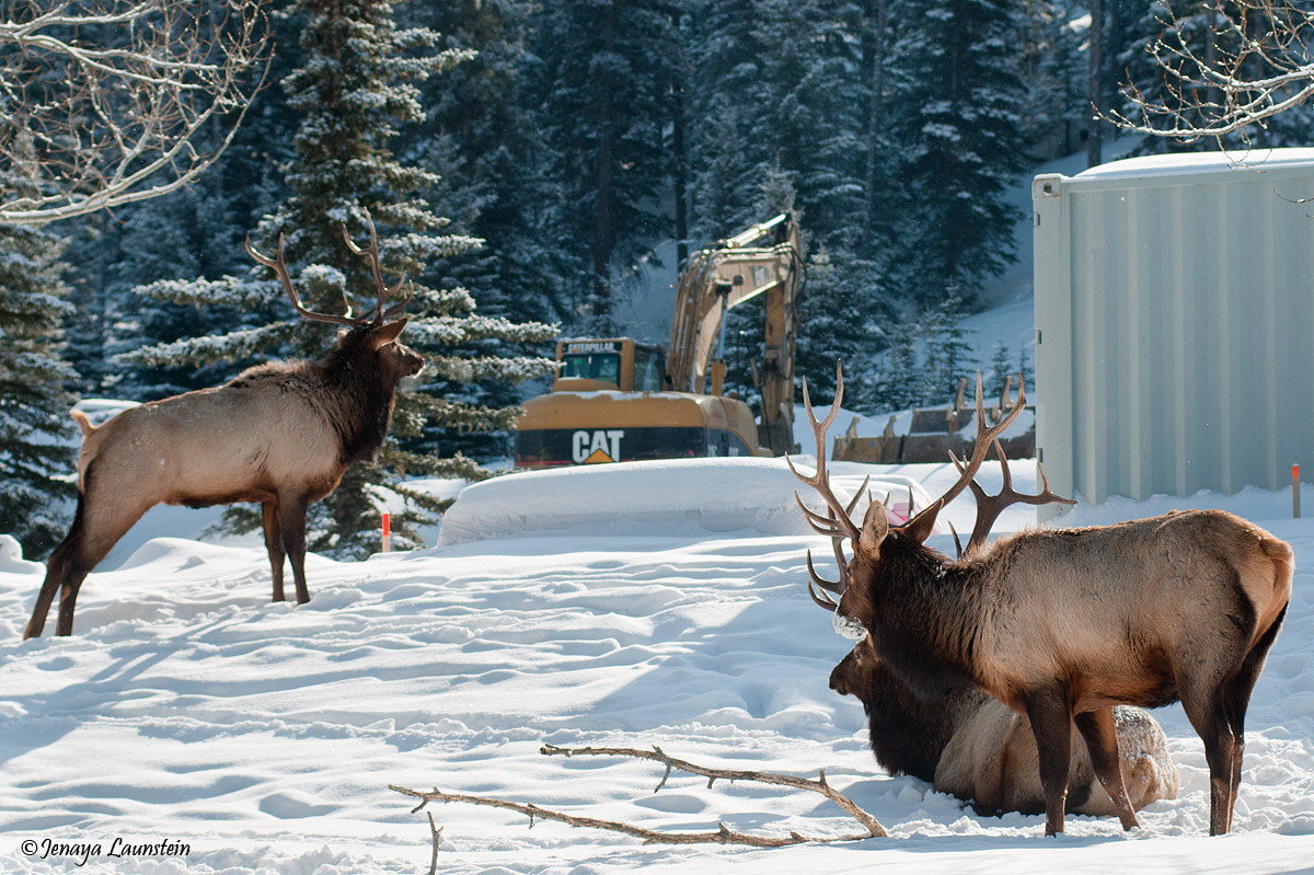 Construction Site Elk