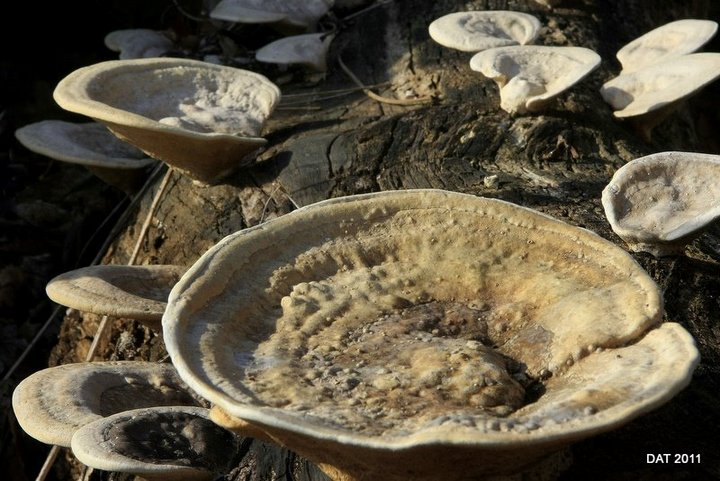 Shelf fungus group