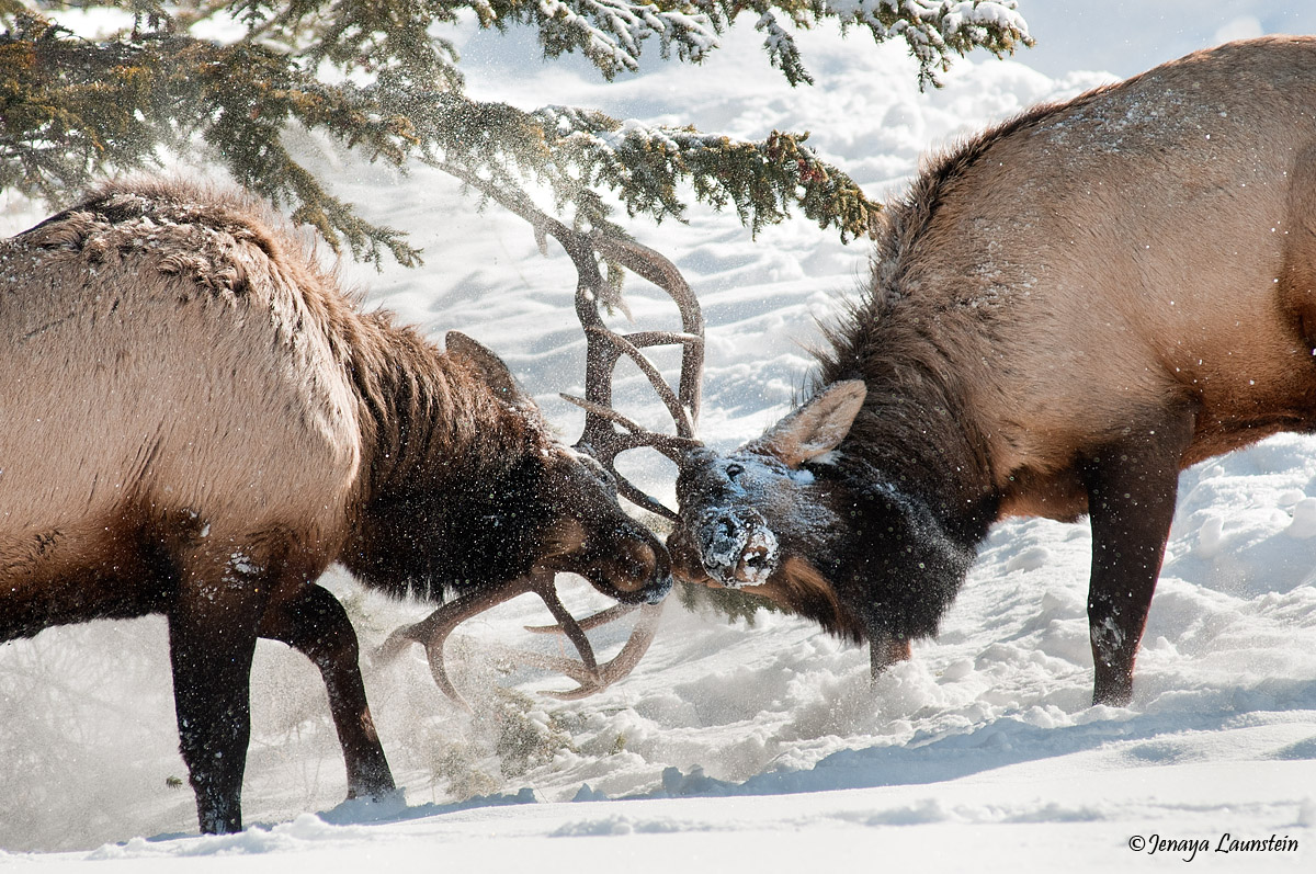 Elk Battle