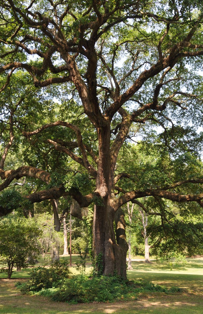 Grandfather Tree