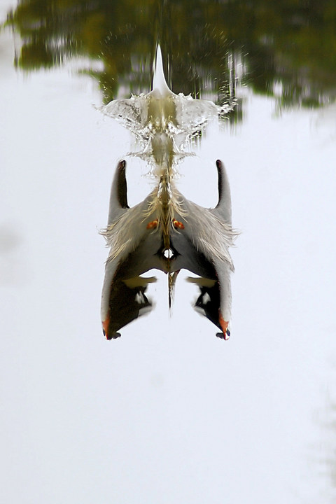 Ink blot
