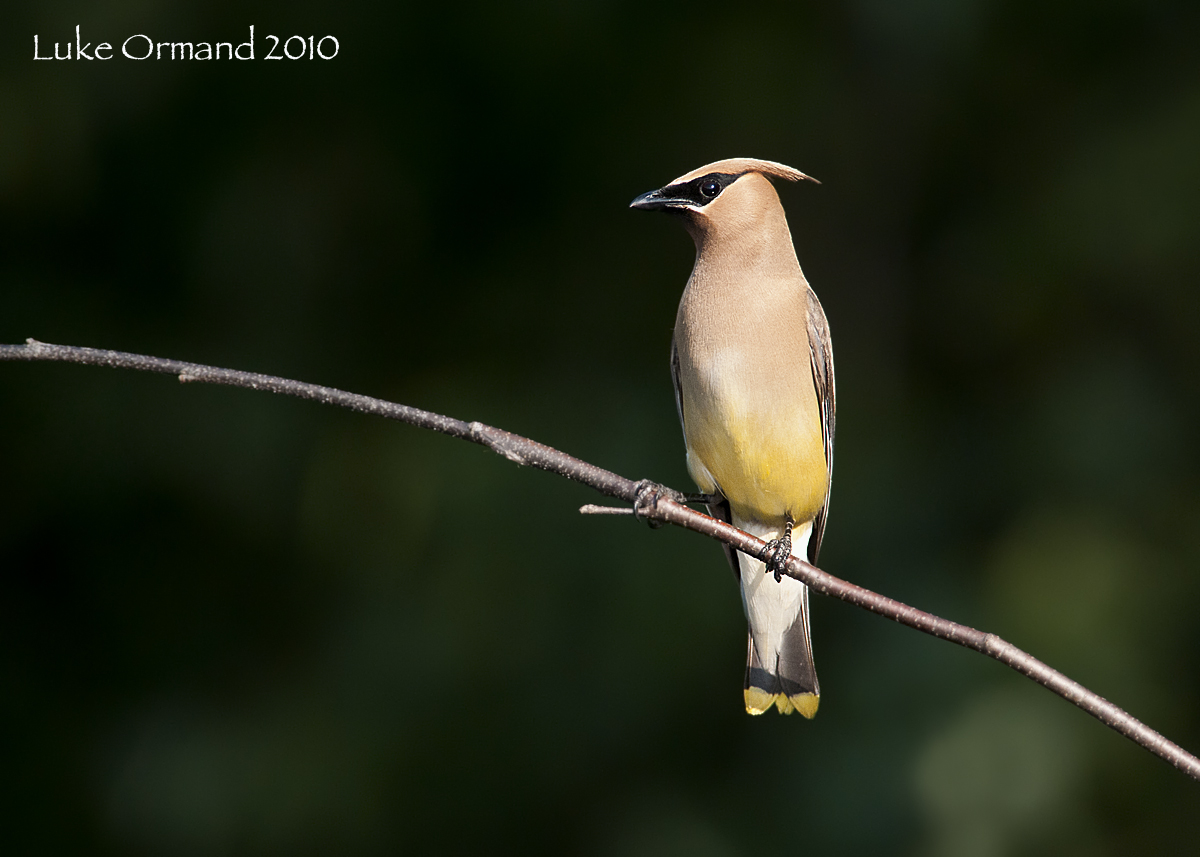 Cedar Waxwing