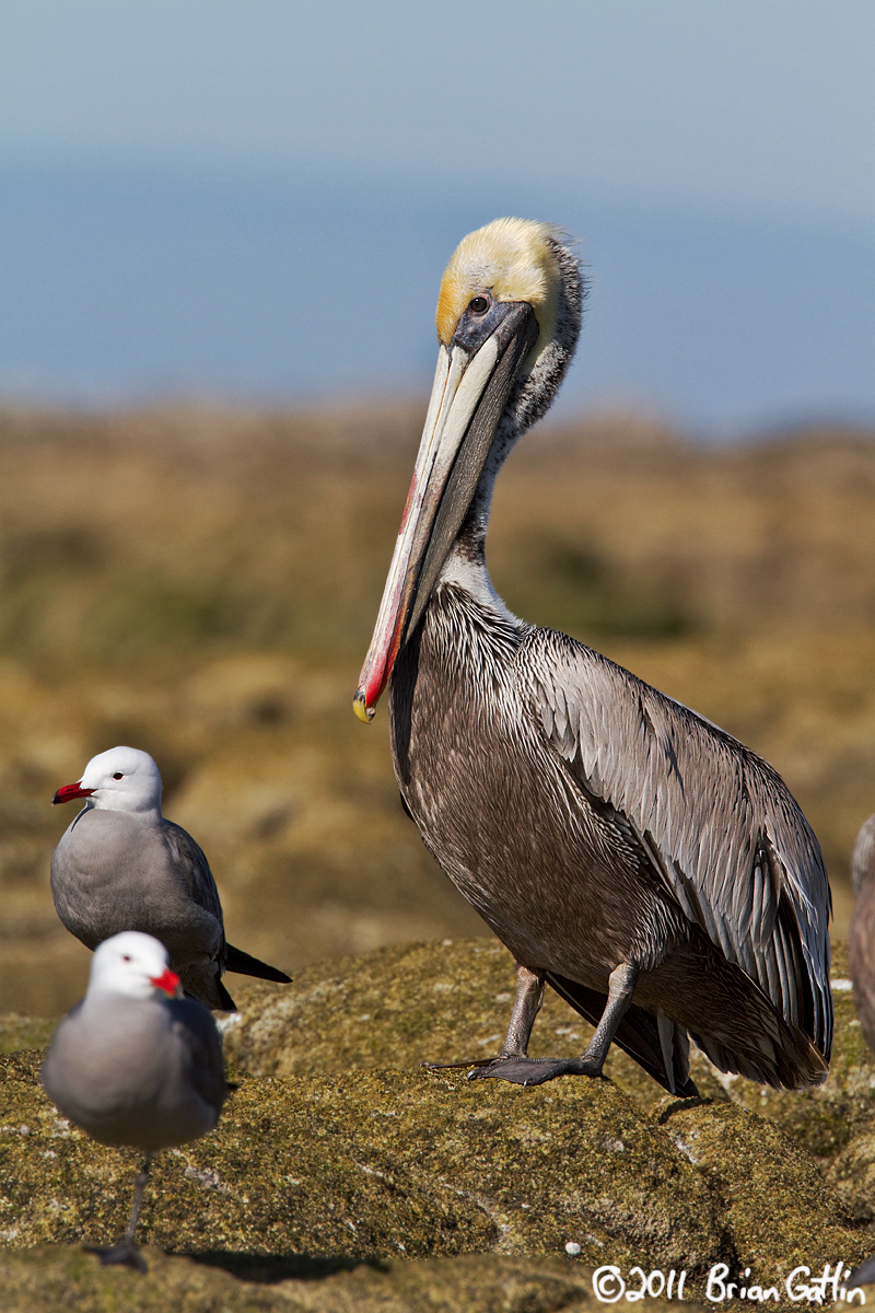 Anticipatory Pelican