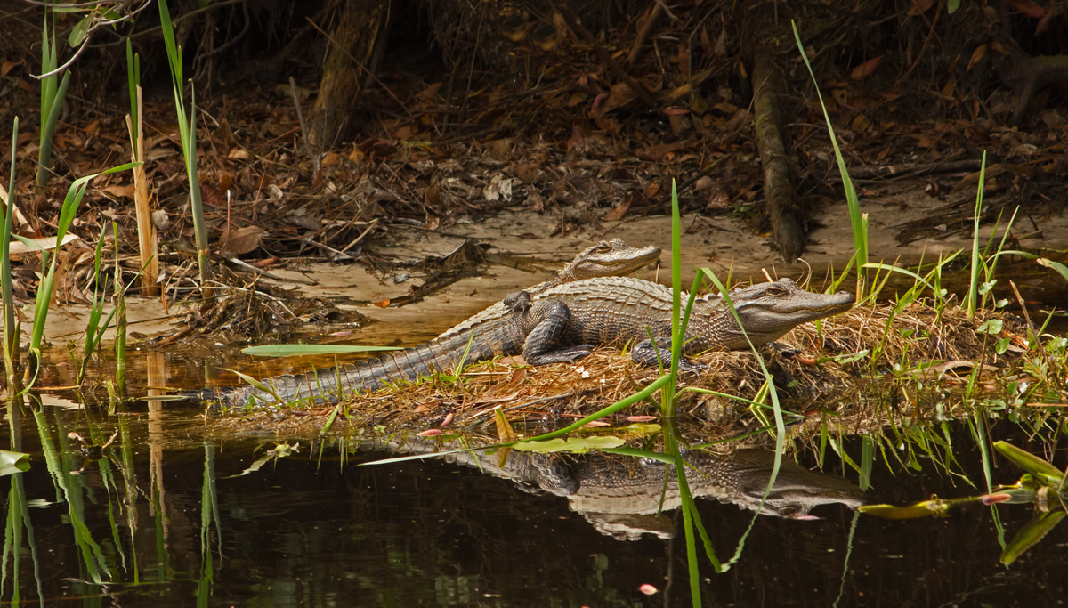 Okefenokee Gators