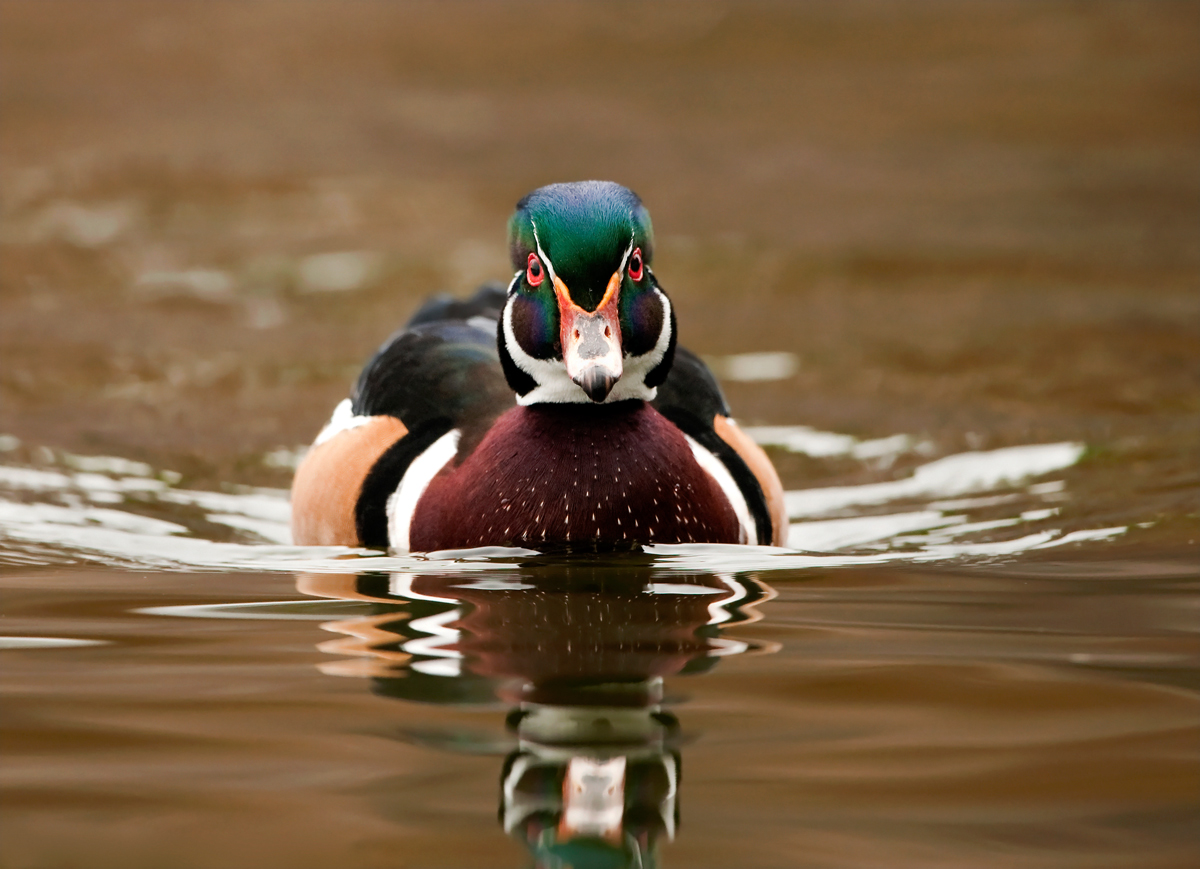 Wood Duck Male