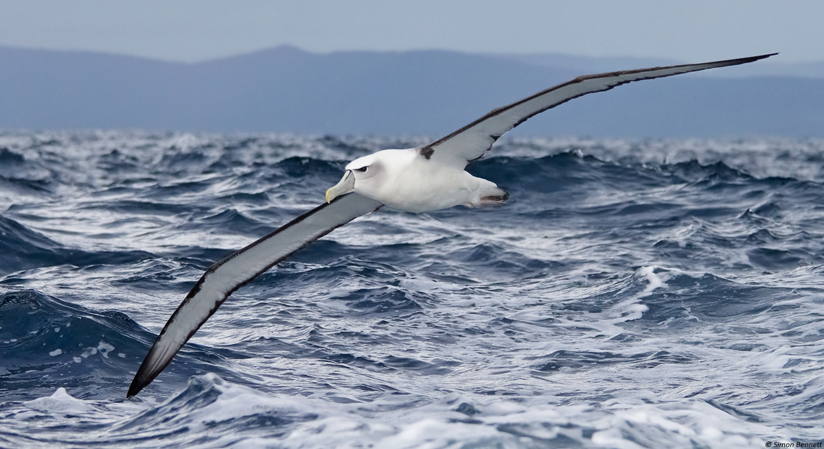 Shy Albatross