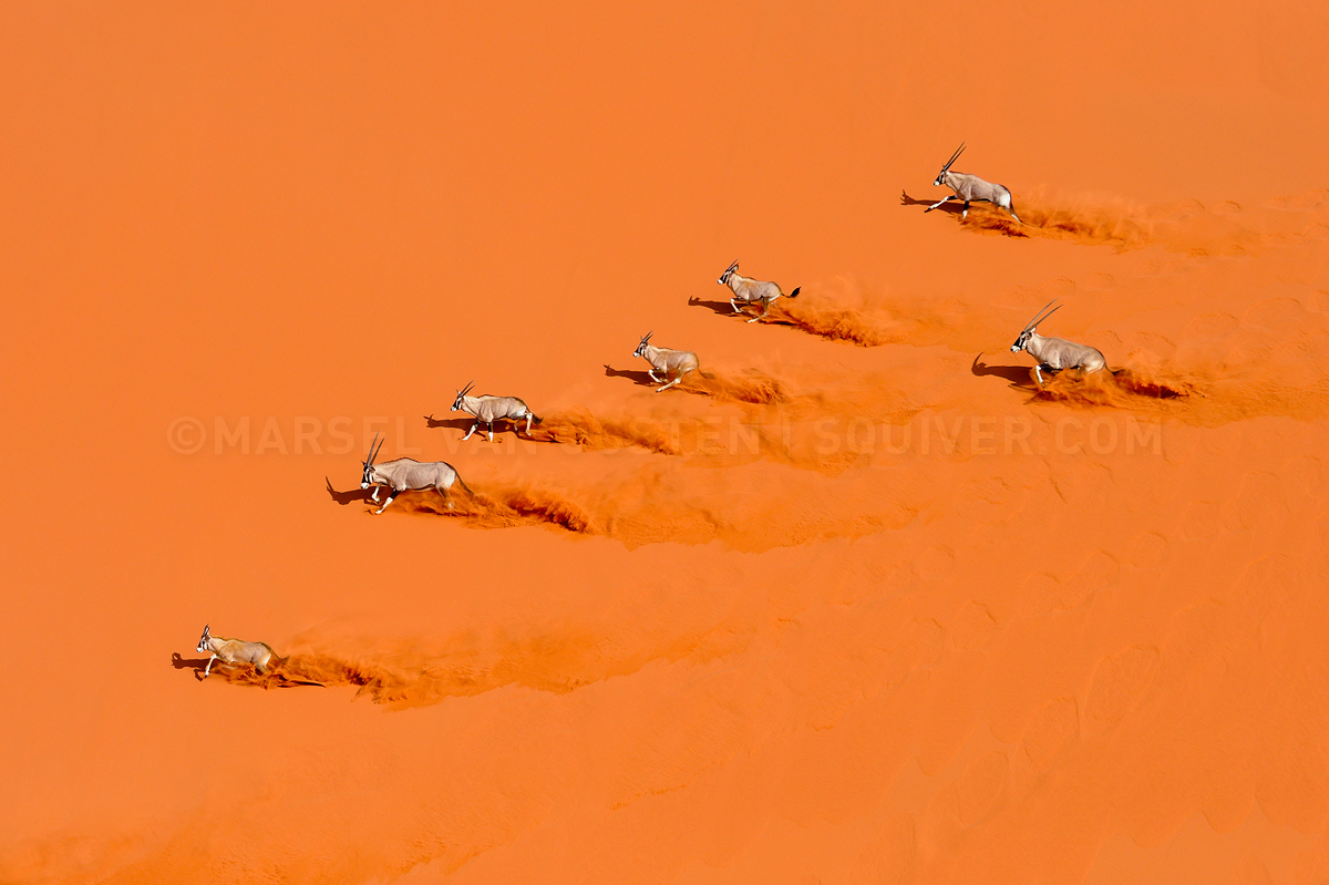 Desert Choreography