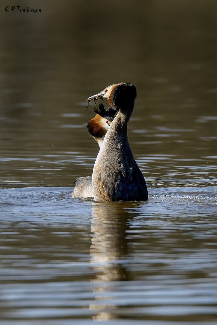 Great-crested Grebe