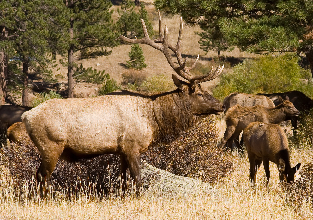 Bull and Cows