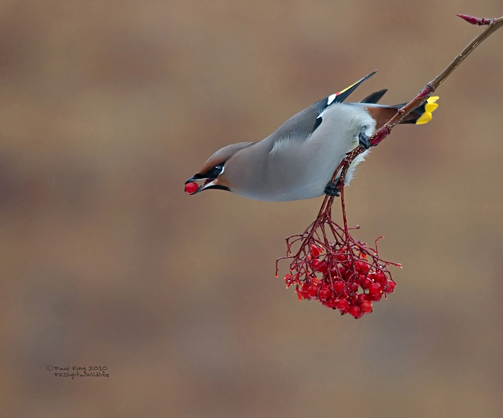 Waxwing at Large
