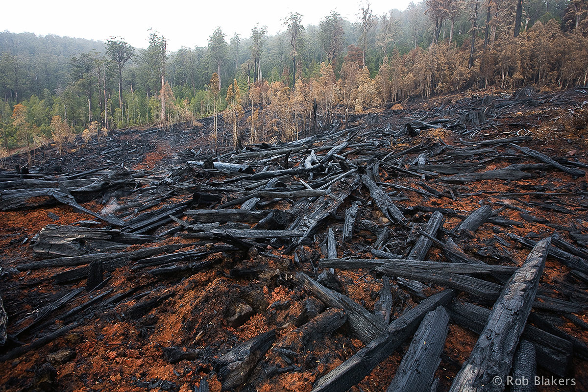 Logging in Tasmania