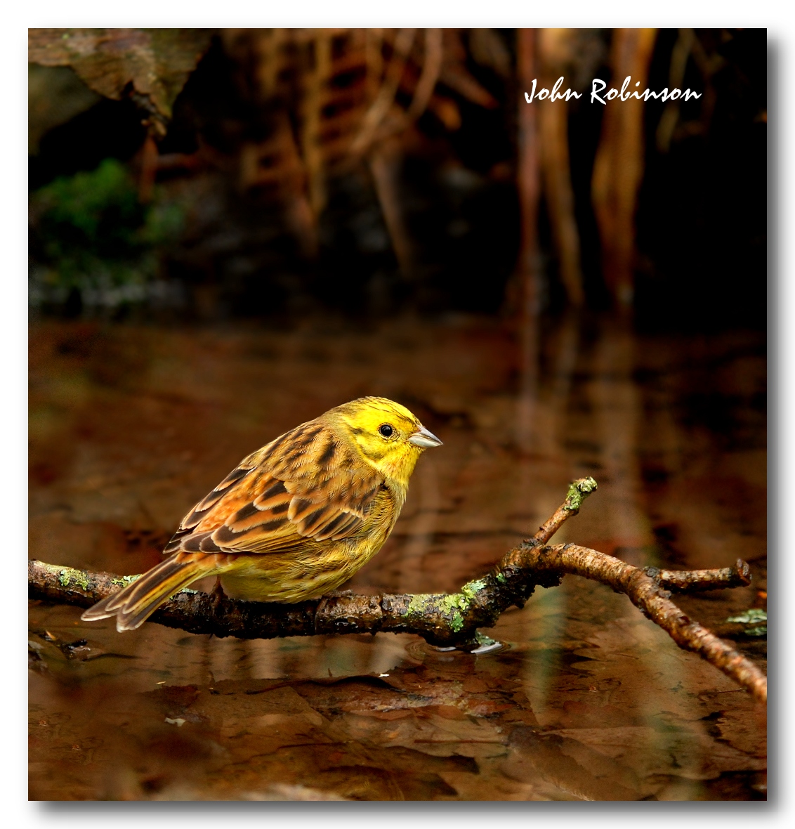 Yellow Hammer
