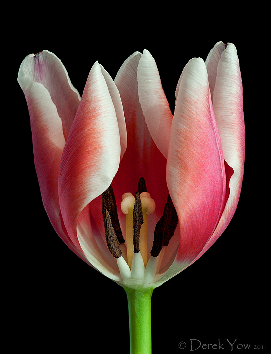 Inner Beauty I