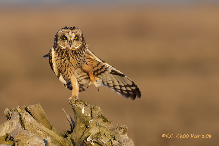 Short-eared Owl