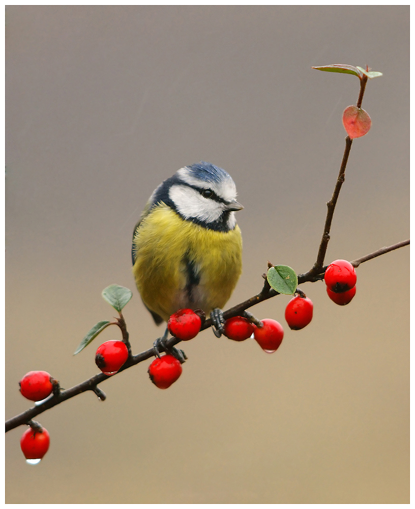 Blue Tit