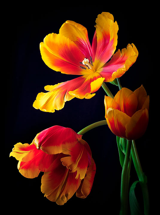 Tulip Trio