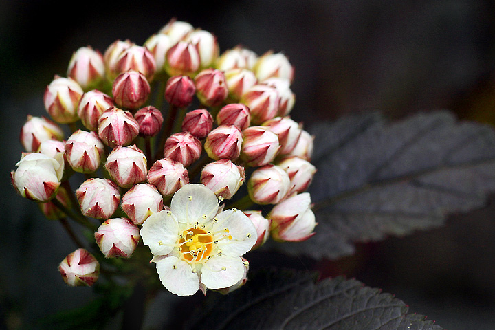 Diablo Ninebark blossom