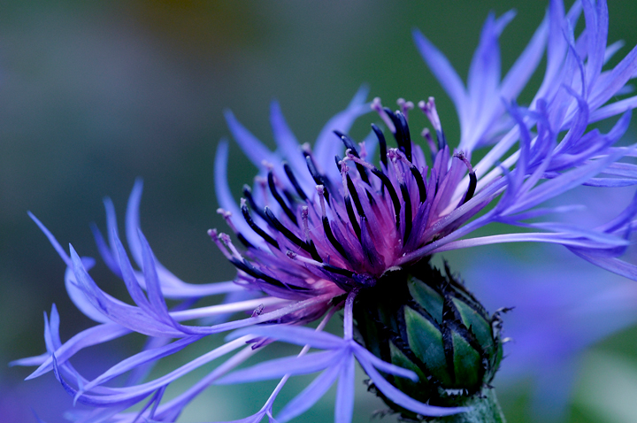 Blue Cornflower in orbit