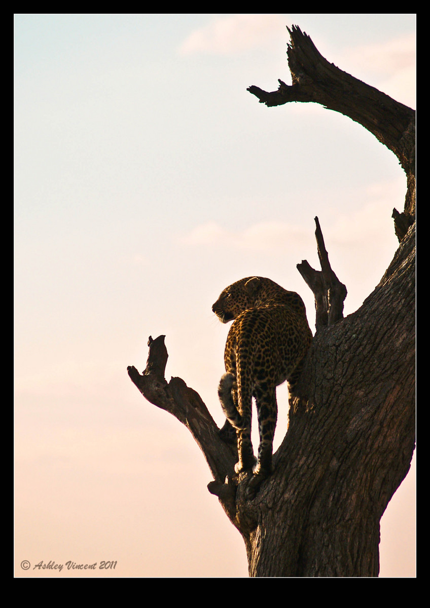 Masai Leopard #2