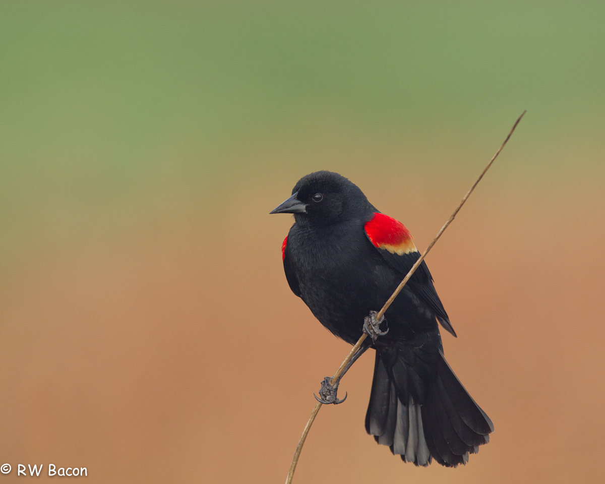 Red-winged Blackbird