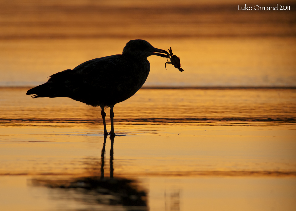 Gull Silhouette