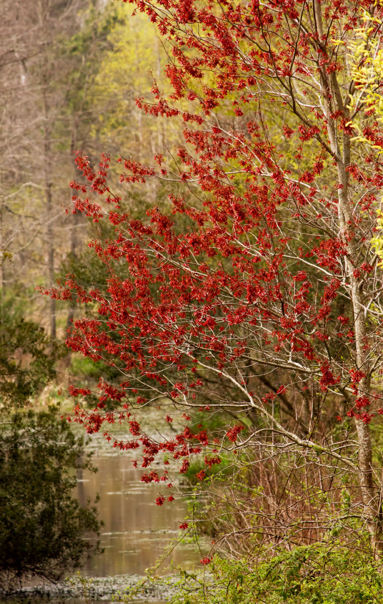 Across from Woody Pond