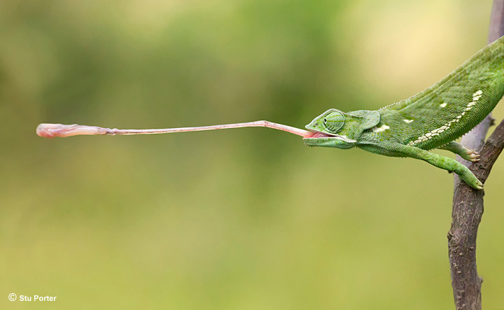 Flap Necked Chameleon C