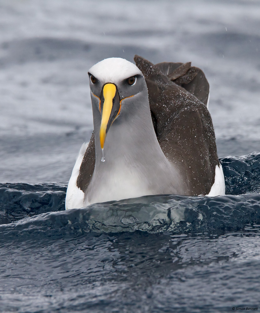 Buller's Albatross
