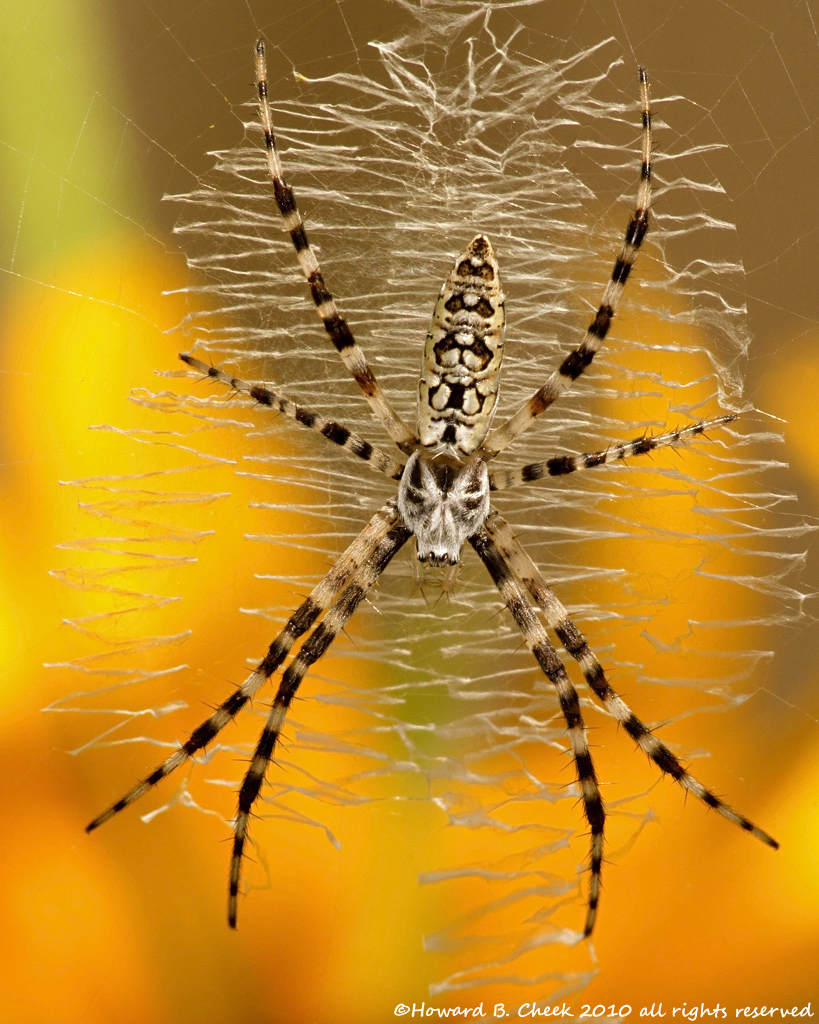 Argiope aurantia