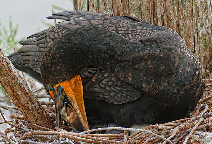 Cormorant Feeding Chick 