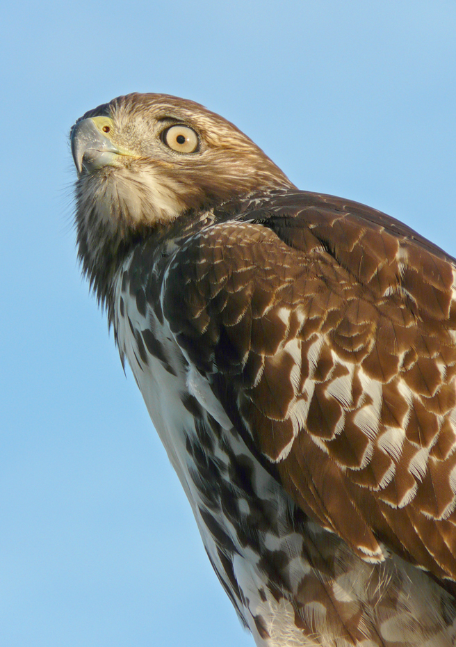 Old Hawk image