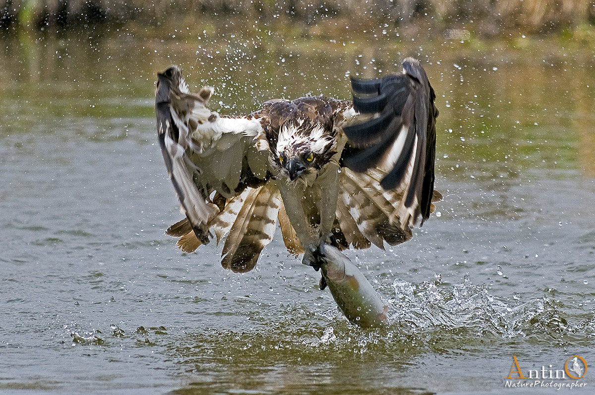 Osprey