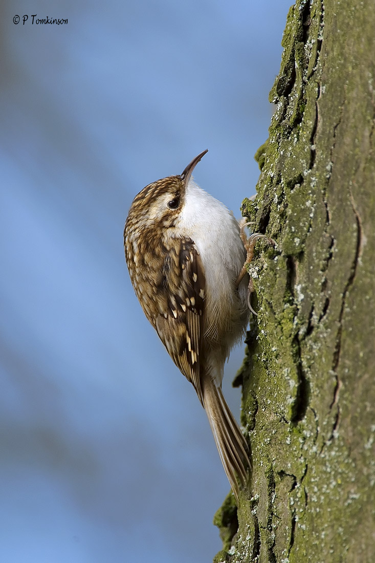 Tree creeper