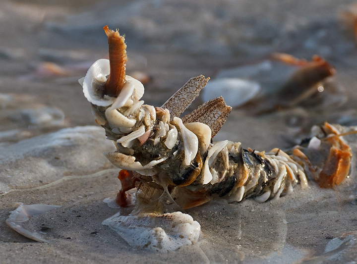 Emerging Parchment Worm
