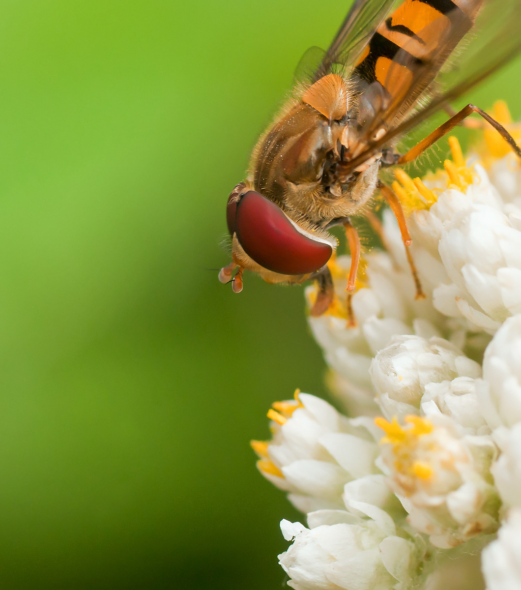 Hoverfly