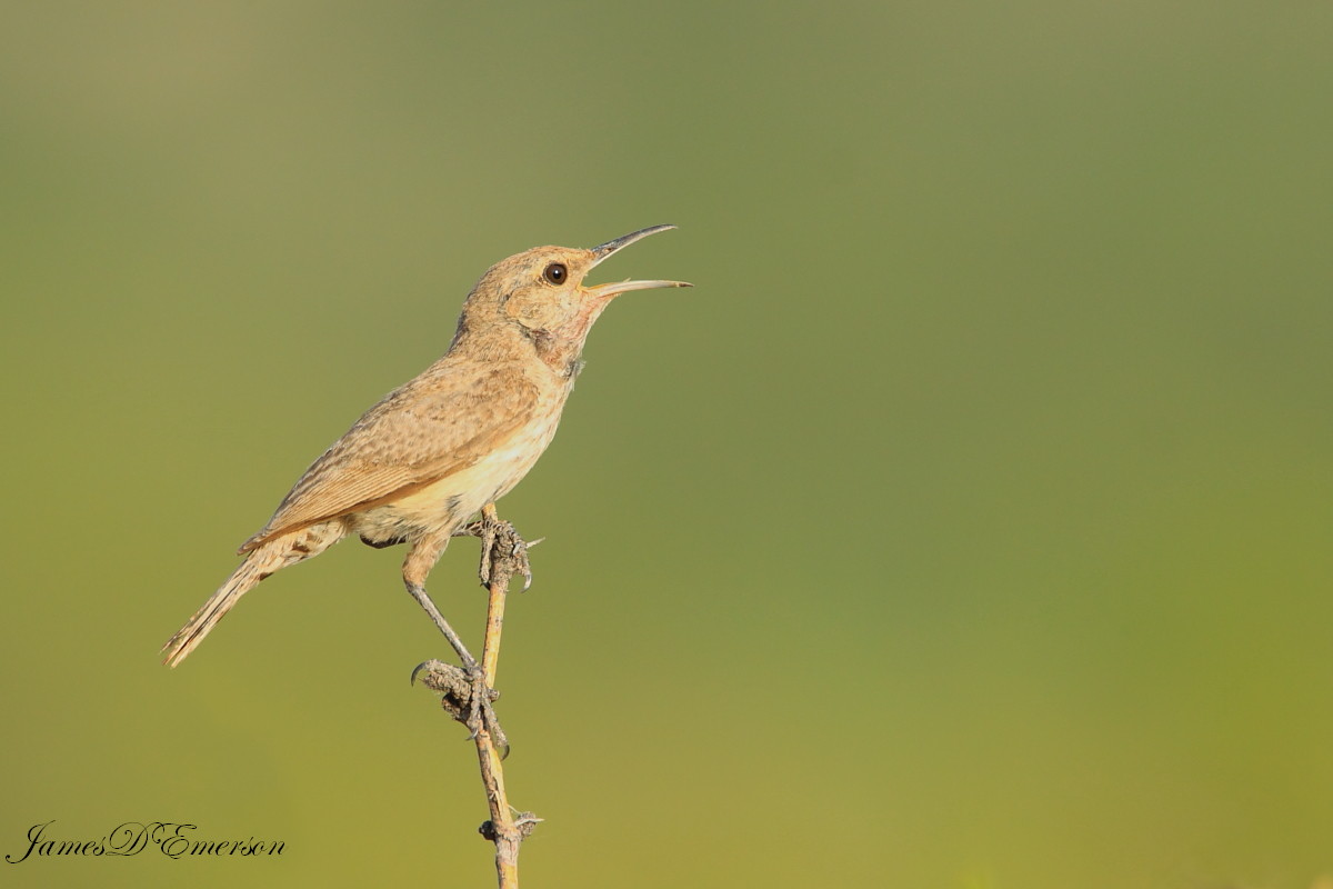 Rock Wren