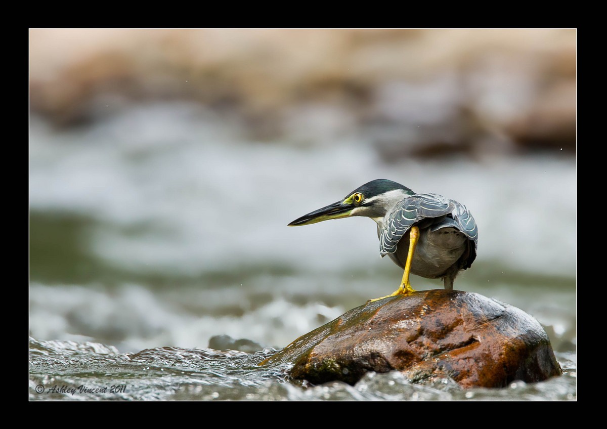 Little Heron