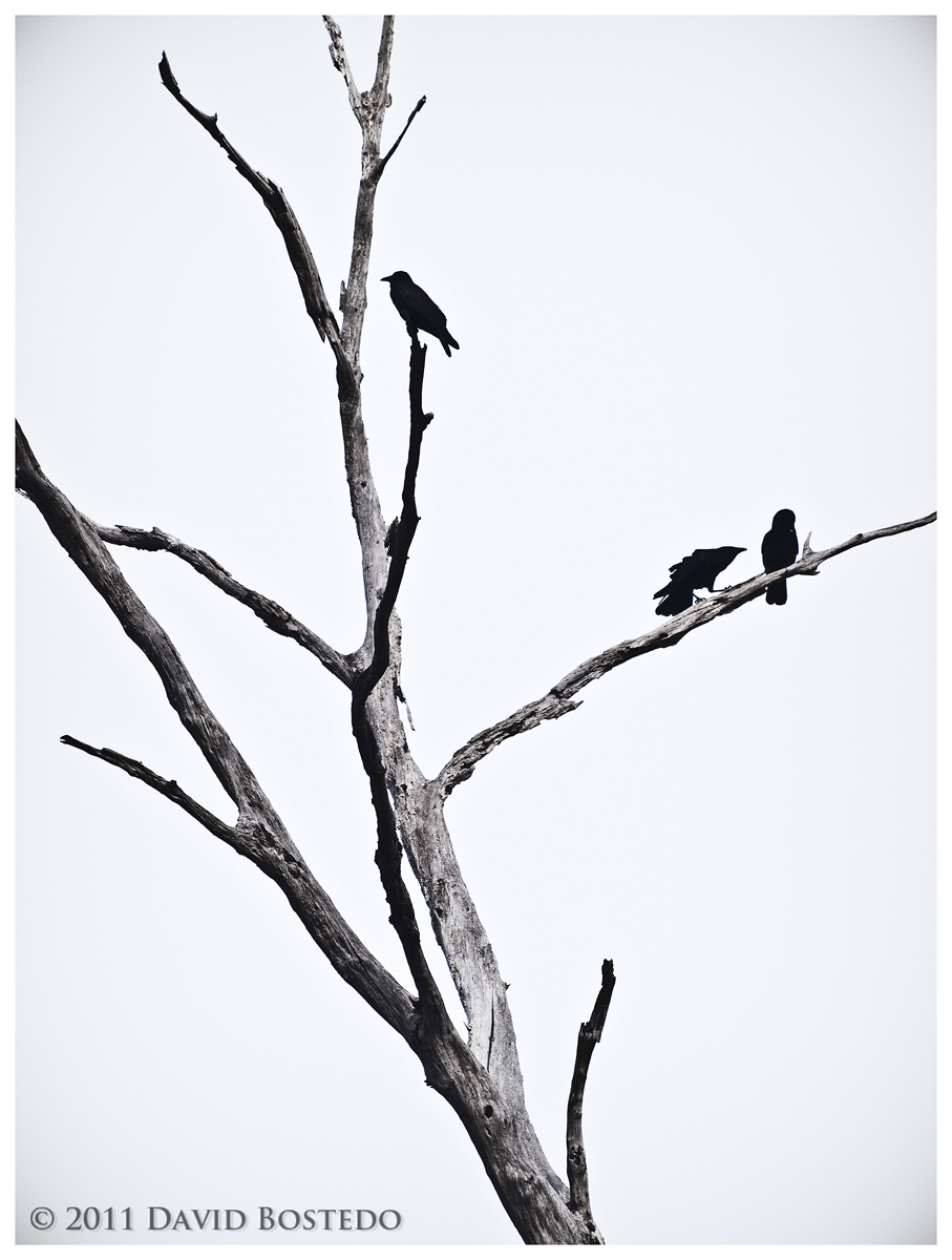 Contrasting