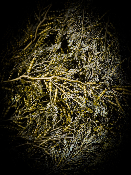 WC473 which algae