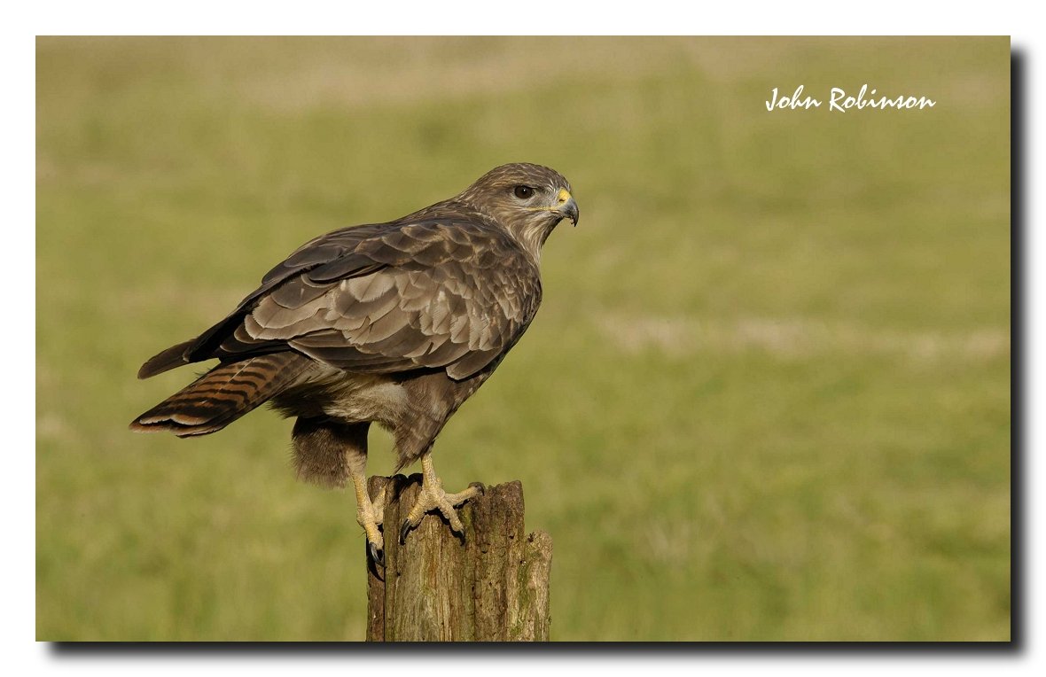Buzzard