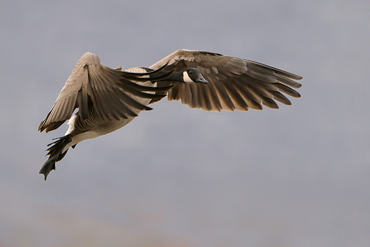Cackling Goose