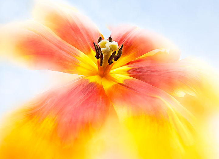 Tulip Dreaming