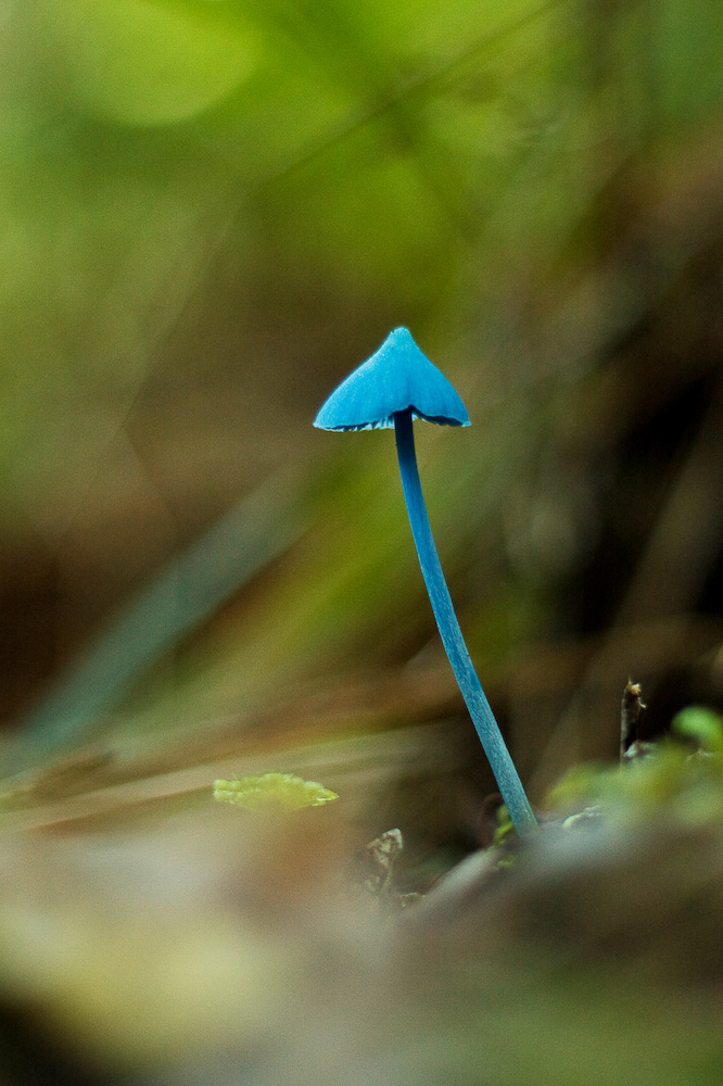 Magic Mushroom
