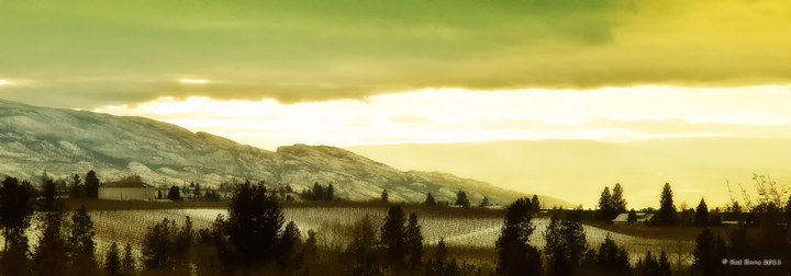 Okanagan vineyard winter