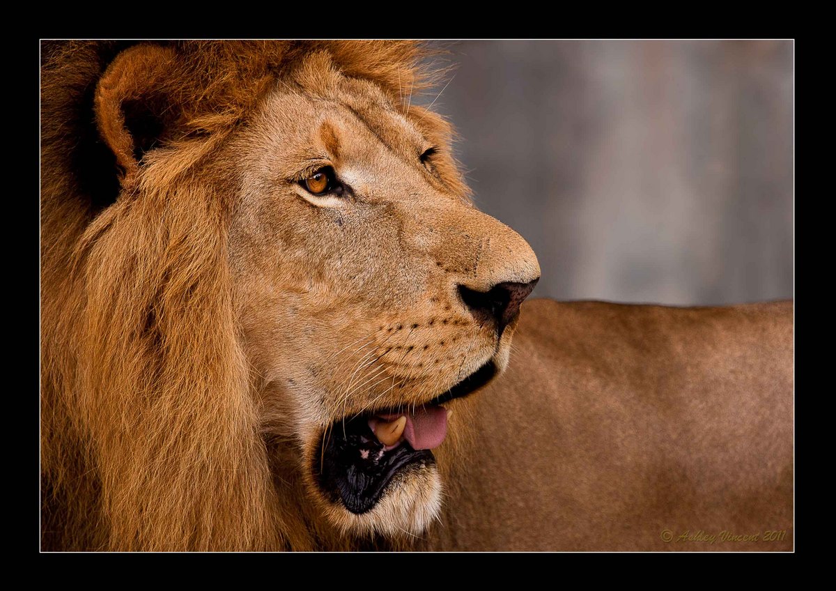 His Majesty, The King