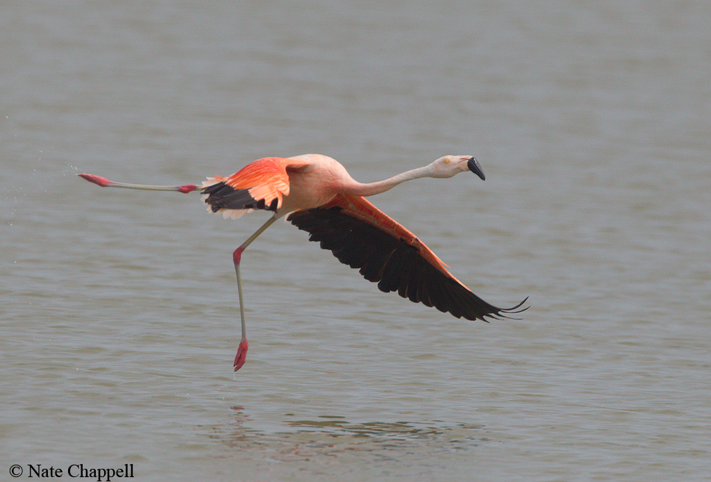 Chilean Flamingo
