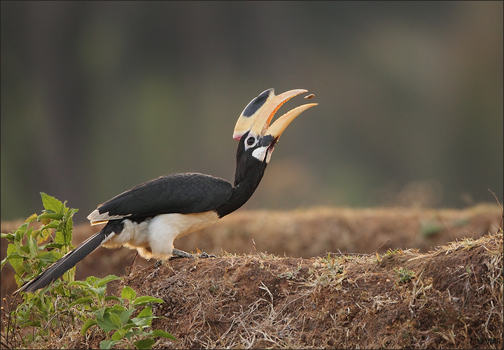 Malabar Pied Hornbill