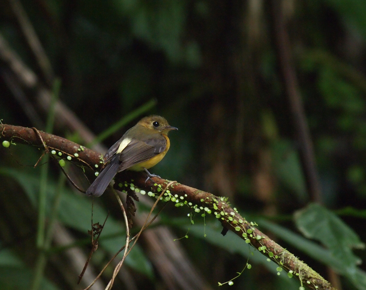 Sulfur-rumped Flycatcher
