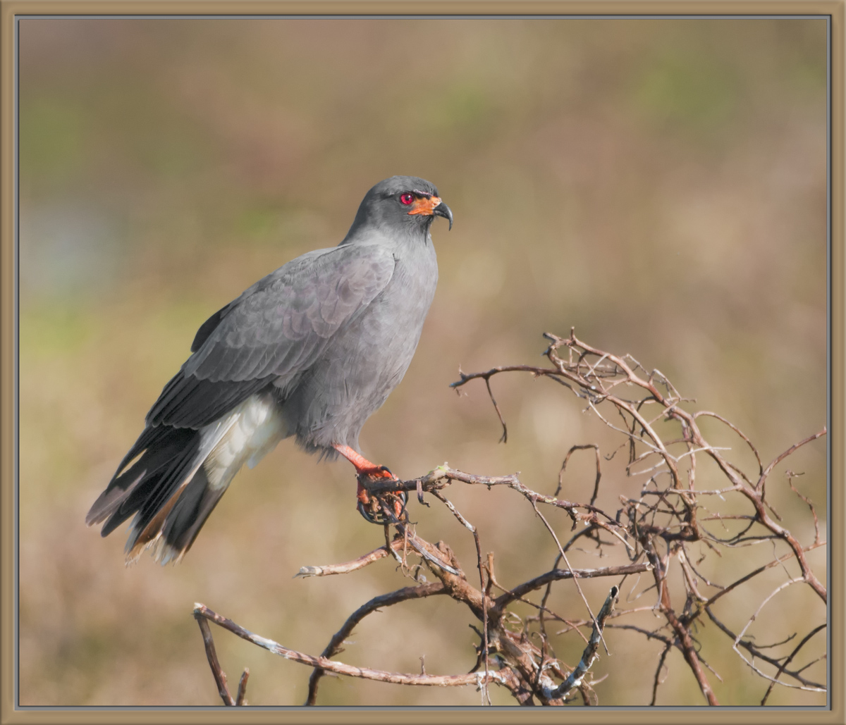 Snail Kite